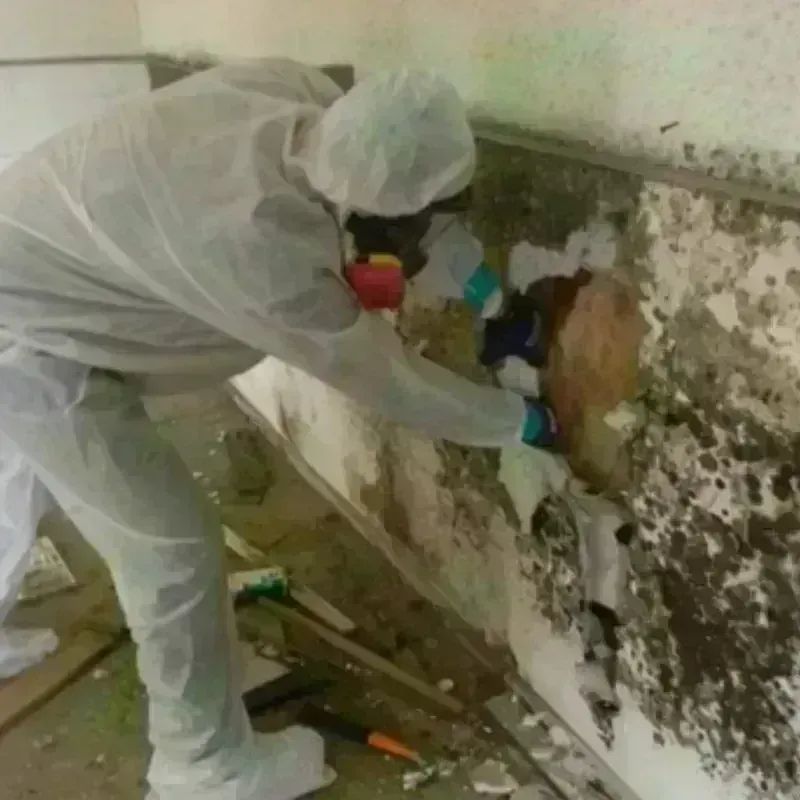 Mold Remediation and Removal in Chadron, NE